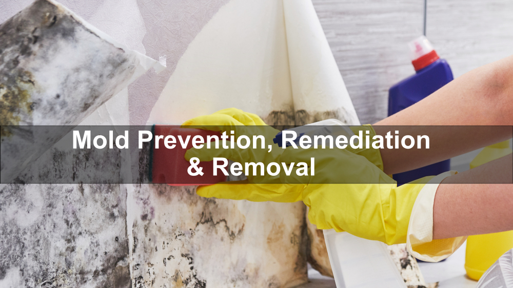 Mold Prevention, Remediation & Removal - Able Safety Consulting